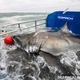 Illustration for article titled Bourbon Tags Along with Shark Researchers for Faster Aging